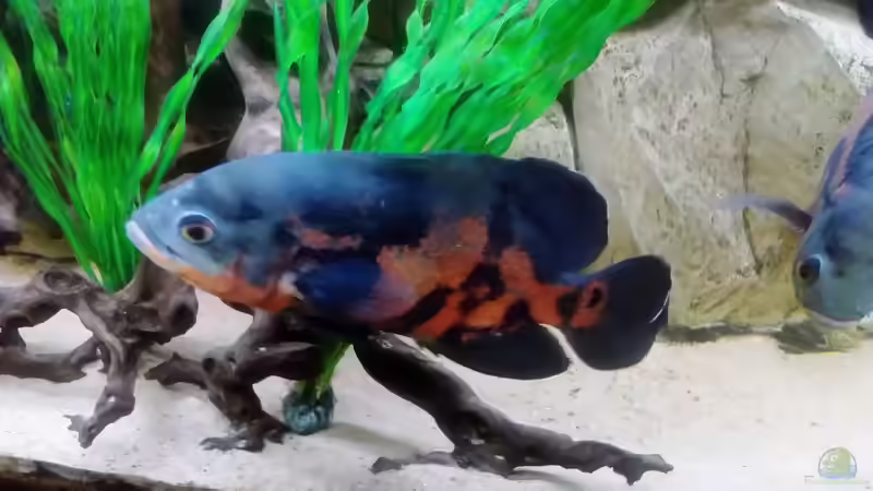 Besatz im Aquarium Gesellschaftsbecken Süd-Mittelamerika von Christian Fries (13)