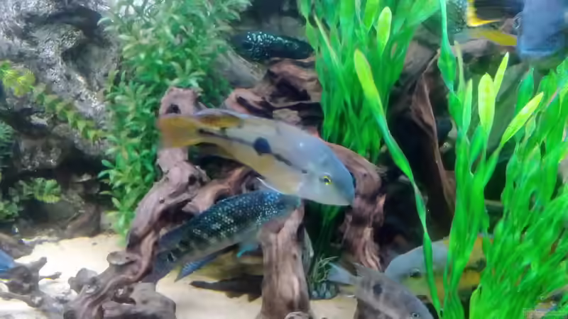 Besatz im Aquarium Gesellschaftsbecken Süd-Mittelamerika von Christian Fries (16)