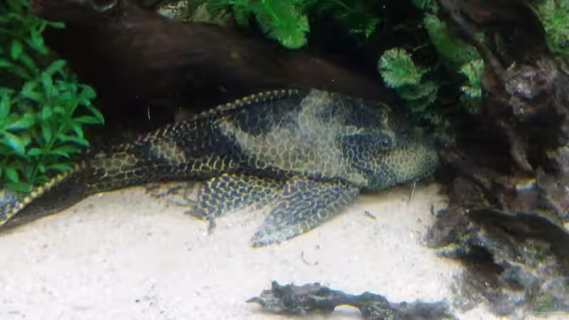 Besatz im Aquarium Gesellschaftsbecken Süd-Mittelamerika von Christian Fries (17)