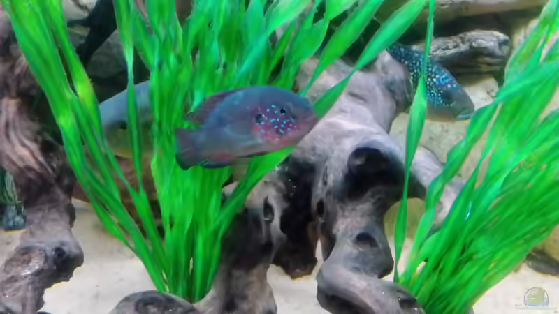 Besatz im Aquarium Gesellschaftsbecken Süd-Mittelamerika von Christian Fries (18)