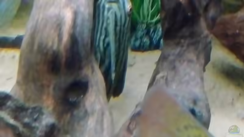 Besatz im Aquarium Gesellschaftsbecken Süd-Mittelamerika von Christian Fries (19)