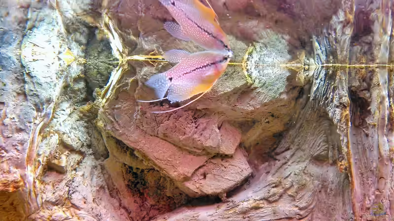 Besatz im Aquarium Gesellschaftsbecken von -Matze- (5)