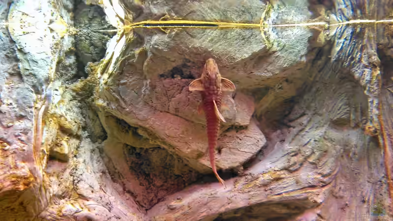 Besatz im Aquarium Gesellschaftsbecken von -Matze- (6)