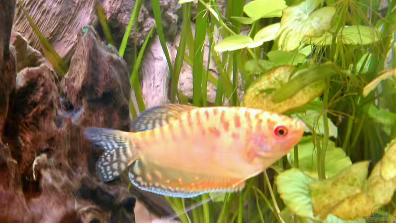 Besatz im Aquarium Gesellschaftsbecken von -Matze- (7)