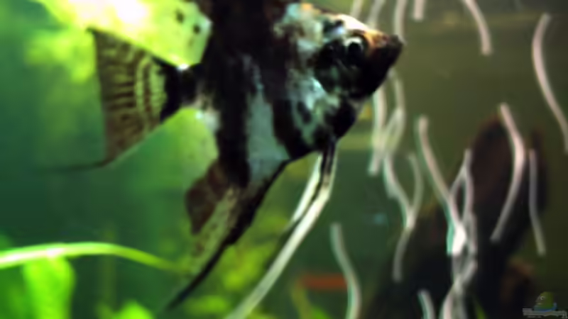 Besatz im Aquarium Gesellschaftsbecken von -Matze- (8)