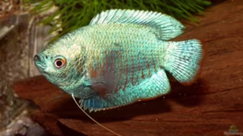 Besatz im Aquarium Gesellschaftsbecken von -Matze- (9)