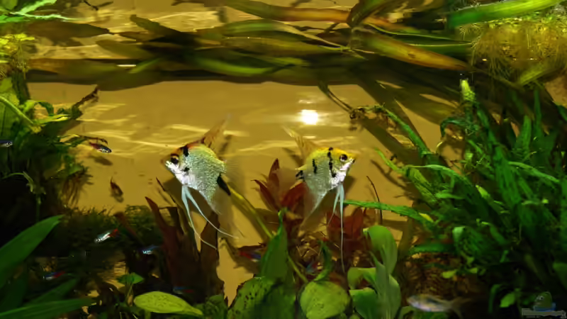 Besatz im Aquarium Gesellschaftsbecken von Adrien Rusti (4)