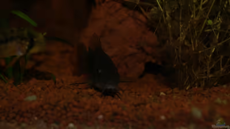 Besatz im Aquarium Gesellschaftsbecken von Adrien Rusti (5)