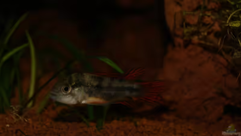 Besatz im Aquarium Gesellschaftsbecken von Adrien Rusti (6)