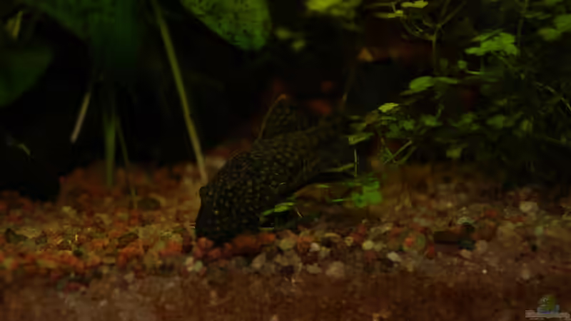 Besatz im Aquarium Gesellschaftsbecken von Adrien Rusti (7)