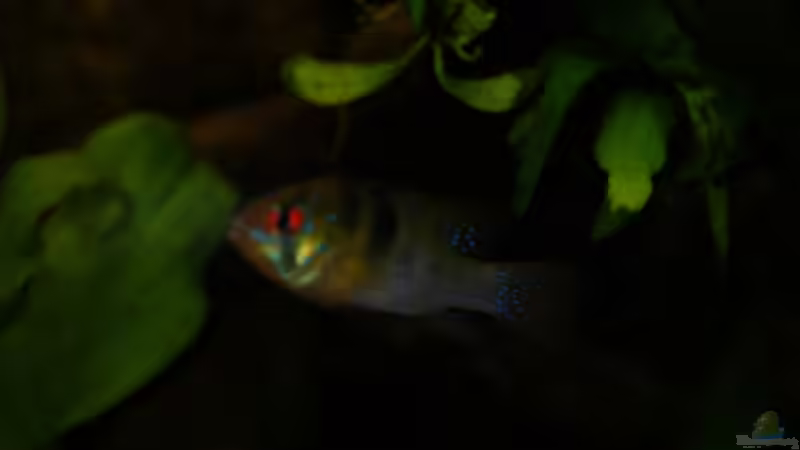 Besatz im Aquarium Gesellschaftsbecken von Adrien Rusti (9)