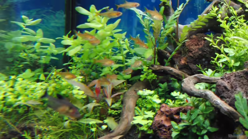 Besatz im Aquarium Gesellschaftsbecken von Bestandteil (56)