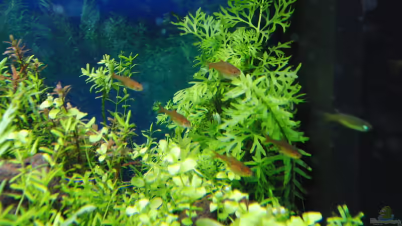 Besatz im Aquarium Gesellschaftsbecken von Bestandteil (58)