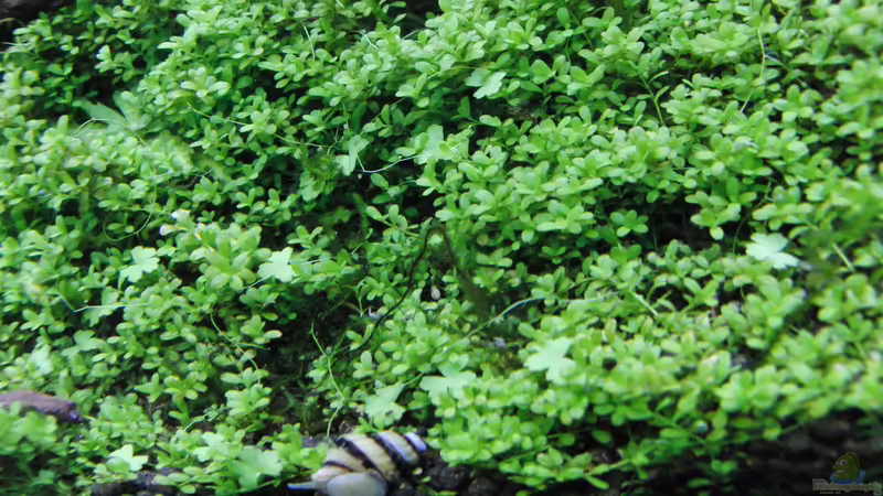 Besatz im Aquarium Gesellschaftsbecken von Bestandteil (59)