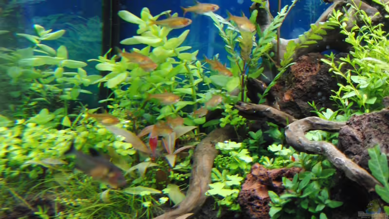 Besatz im Aquarium Gesellschaftsbecken von Bestandteil (60)