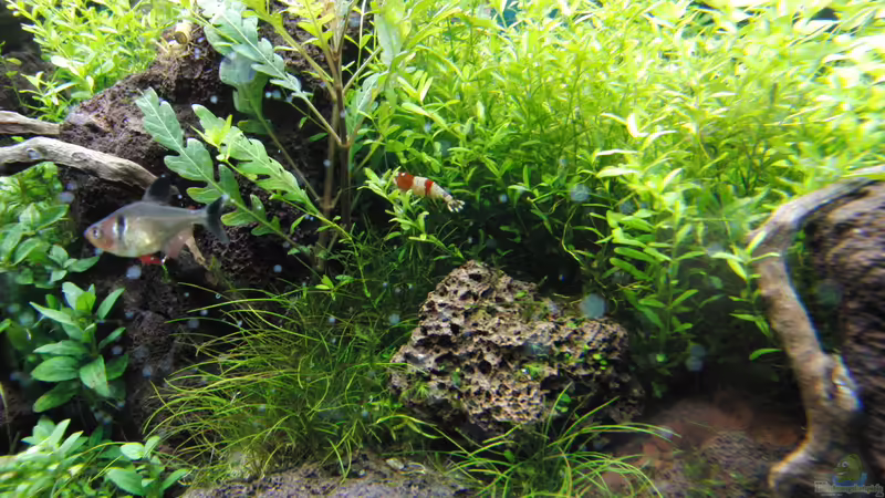 Besatz im Aquarium Gesellschaftsbecken von Bestandteil (61)