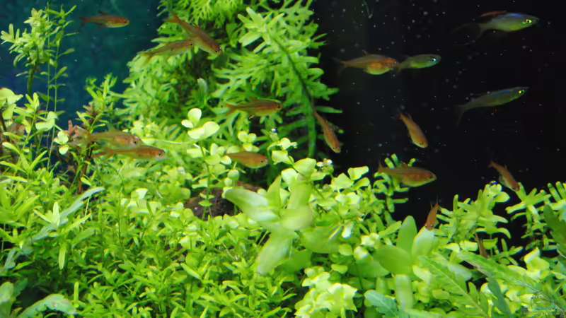 Besatz im Aquarium Gesellschaftsbecken von Bestandteil (62)