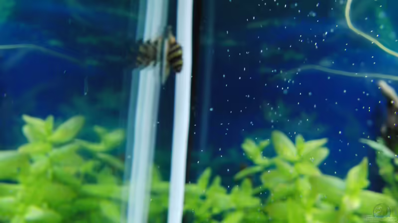 Besatz im Aquarium Gesellschaftsbecken von Bestandteil (63)