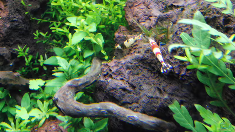 Besatz im Aquarium Gesellschaftsbecken von Bestandteil (64)