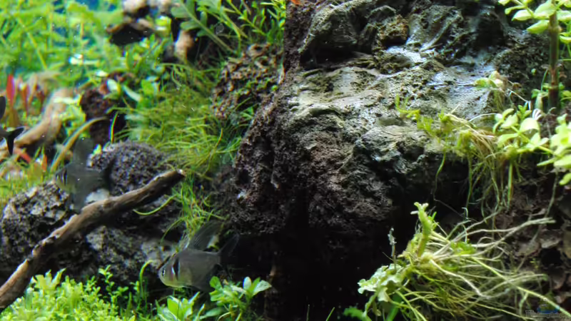 Besatz im Aquarium Gesellschaftsbecken von Bestandteil (65)