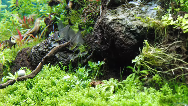 Besatz im Aquarium Gesellschaftsbecken von Bestandteil (66)