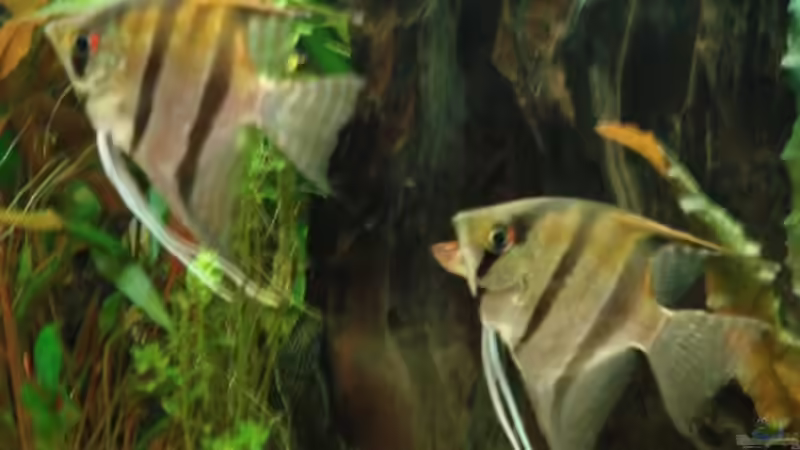 Besatz im Aquarium Gesellschaftsbecken von christian (12)