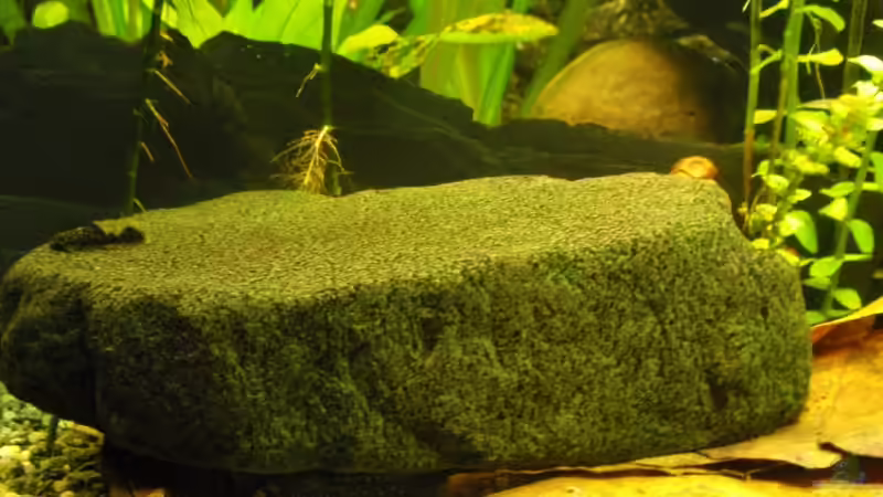 Besatz im Aquarium Gesellschaftsbecken von christian (15)