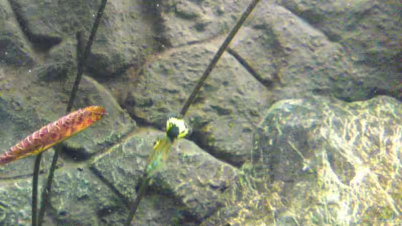 Besatz im Aquarium Gesellschaftsbecken von Debby & Daniel (22)