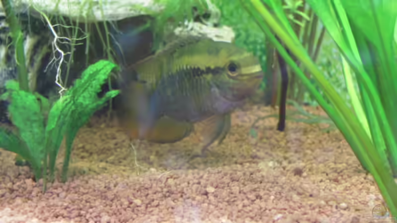 Besatz im Aquarium Gesellschaftsbecken von Garneli (10)