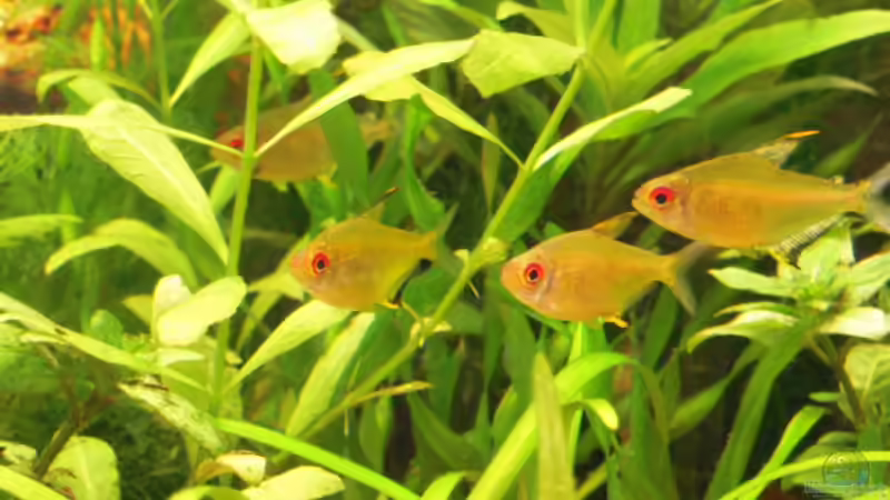 Besatz im Aquarium Gesellschaftsbecken von Garneli (7)