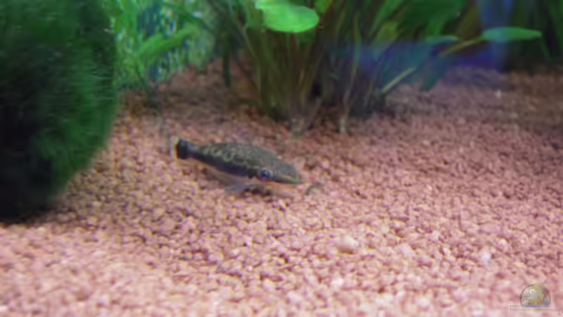 Besatz im Aquarium Gesellschaftsbecken von Garneli (8)