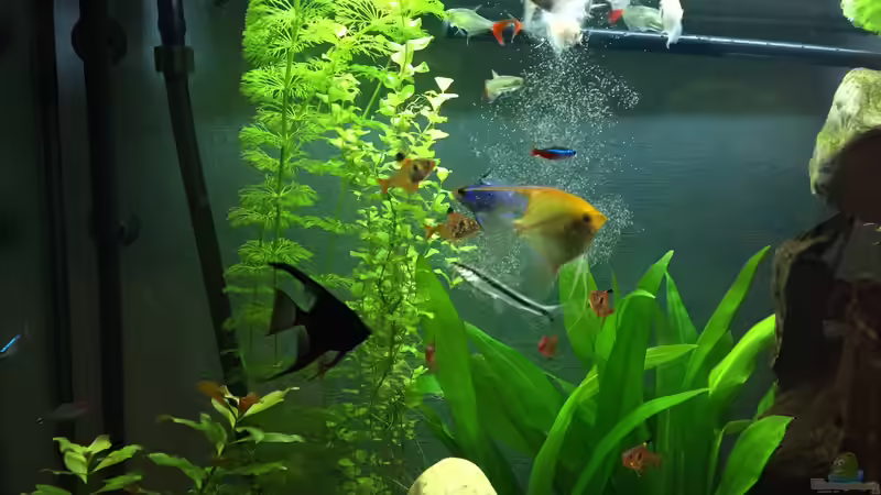 Besatz im Aquarium Gesellschaftsbecken von Julian Stoll (10)