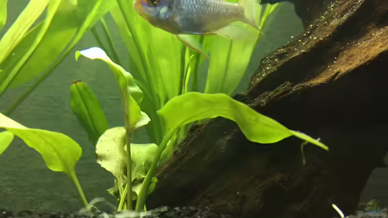 Besatz im Aquarium Gesellschaftsbecken von Julian Stoll (11)