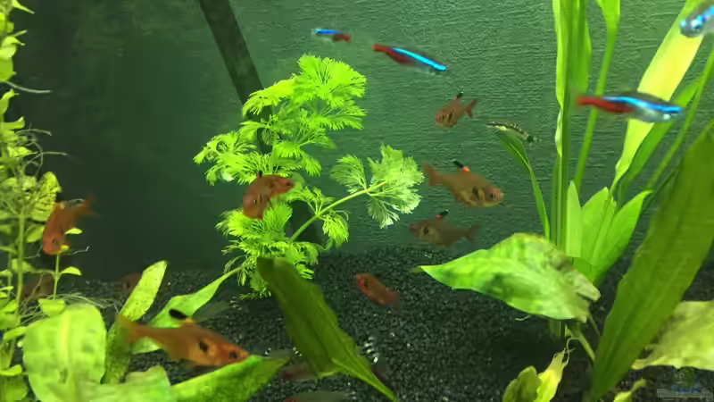 Besatz im Aquarium Gesellschaftsbecken von Julian Stoll (12)