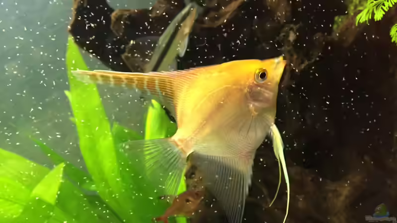 Besatz im Aquarium Gesellschaftsbecken von Julian Stoll (8)