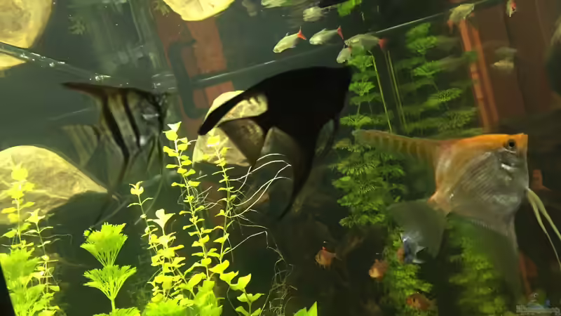 Besatz im Aquarium Gesellschaftsbecken von Julian Stoll (9)