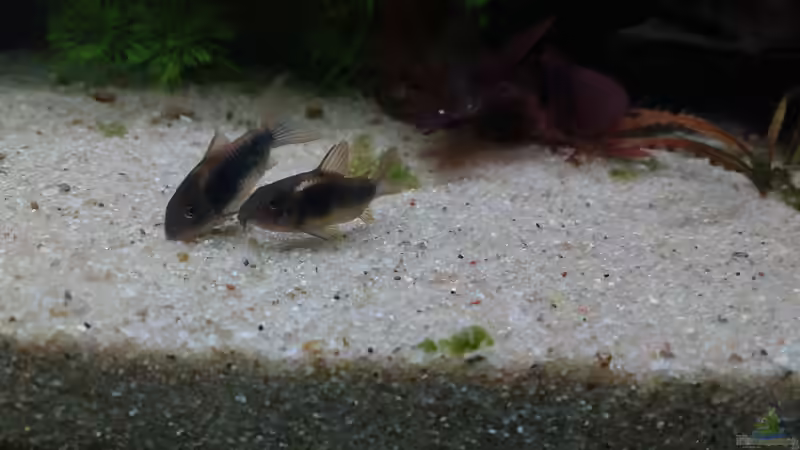 Besatz im Aquarium Gesellschaftsbecken von Lily (38)