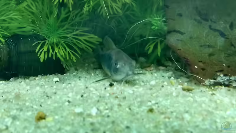 Besatz im Aquarium Gesellschaftsbecken von Lily (39)