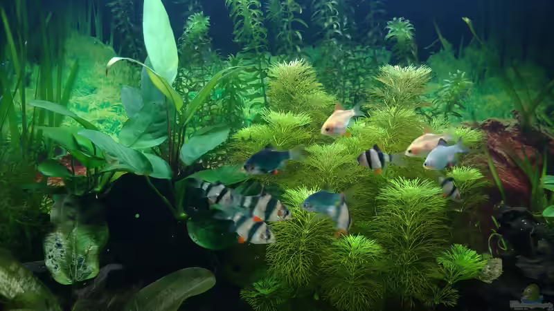 Besatz im Aquarium Gesellschaftsbecken von Lily (43)