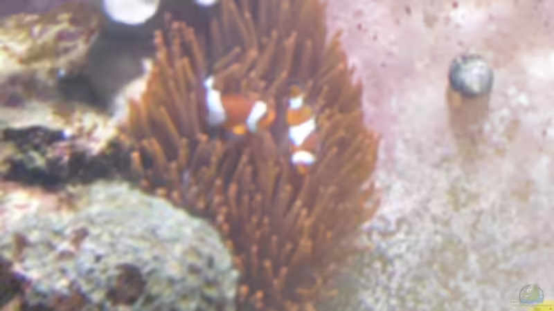 Besatz im Aquarium Gesellschaftsbecken von Madoxl (27)