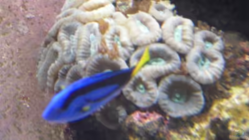 Besatz im Aquarium Gesellschaftsbecken von Madoxl (28)