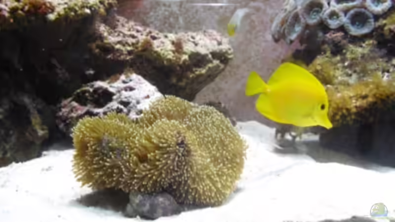 Besatz im Aquarium Gesellschaftsbecken von Madoxl (29)