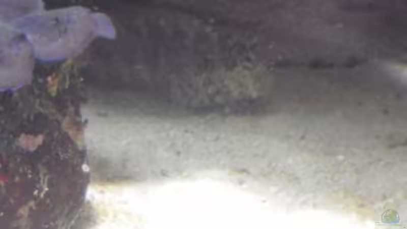 Besatz im Aquarium Gesellschaftsbecken von Madoxl (30)