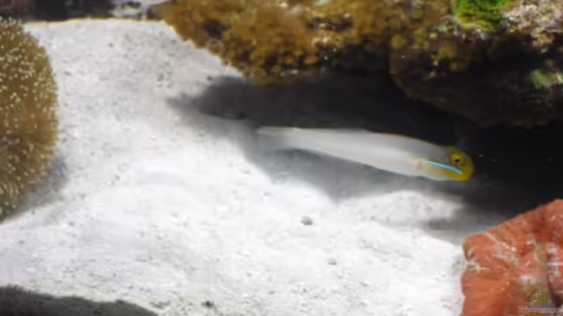 Besatz im Aquarium Gesellschaftsbecken von Madoxl (31)