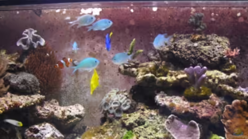 Besatz im Aquarium Gesellschaftsbecken von Madoxl (32)