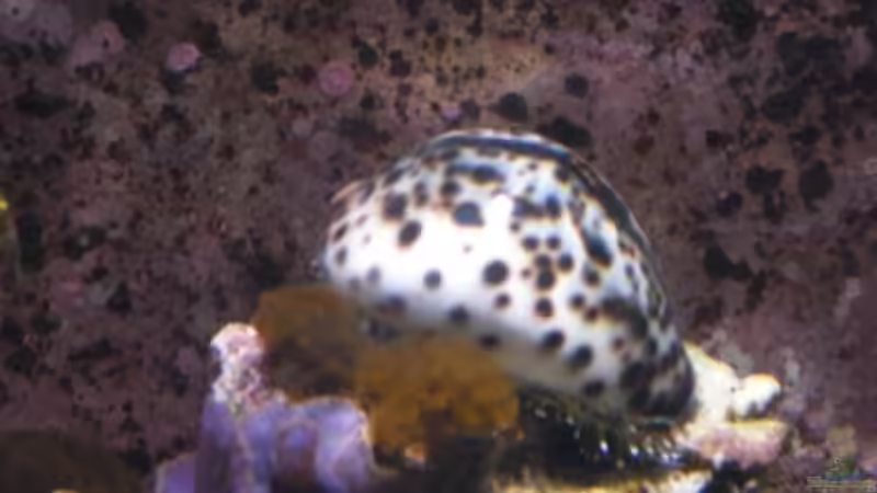 Besatz im Aquarium Gesellschaftsbecken von Madoxl (33)