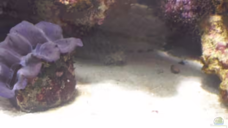 Besatz im Aquarium Gesellschaftsbecken von Madoxl (34)