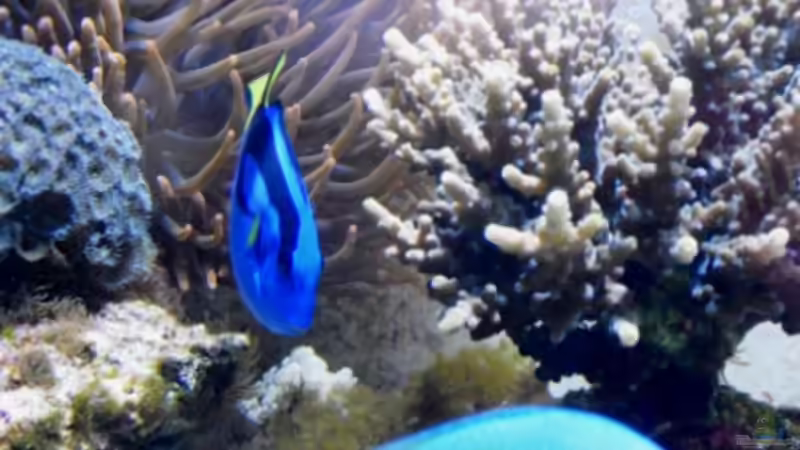 Besatz im Aquarium Gesellschaftsbecken von Madoxl (35)