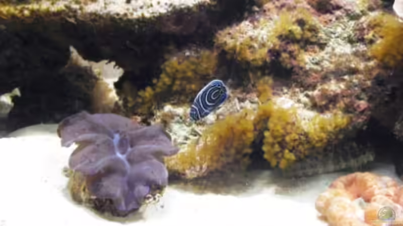 Besatz im Aquarium Gesellschaftsbecken von Madoxl (36)