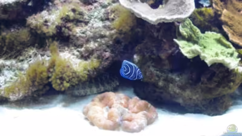 Besatz im Aquarium Gesellschaftsbecken von Madoxl (37)